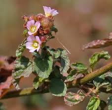 Image result for Melochia melissifolia