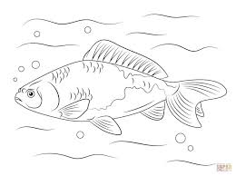 Maybe you would like to learn more about one of these? 9 Sketsa Gambar Ikan Hias Dan Ikan Konsumsi Yang Mudah Dibuat