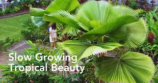 Image result for Licuala grandis