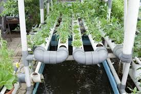 Jika lahan kebun di rumah terbatas atau sempit, anda bisa menyiasatinya dengan membuat vertical garden untuk menanam sayuran.vertical garden merupakan kebun dengan bentuk vertikal yang biasanya menempel pada bagian dinding rumah, baik di dalam maupun luar ruangan.dengan demikian, anda bisa bercocok tanam sayuran secara bertingkat atau vertikal pada dinding rumah sehingga menghemat ruang. Distanbun Prov Ntb