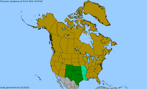 Image result for Eragrostis echinochloidea