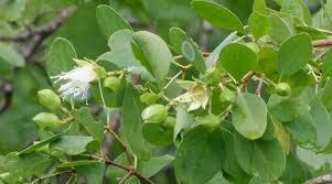 Image result for Sonneratia