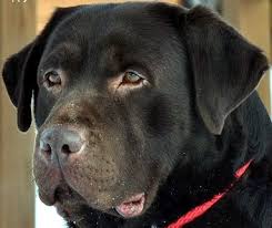 Come to beautiful southern illinois and pick out your new best friend. Dutch Acres Labradors Home