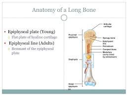 Cartilage is a type of connective tissue that adapts to the pushing and pulling required for mechanical movement. Ppt Skeletal System Powerpoint Presentation Free Download Id 2065241