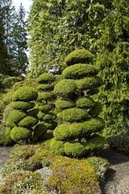Pin By Sharaya Copas On Miniatures Japanese Garden Plants Japanese Garden Bonsai Garden