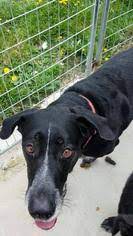Maybe you would like to learn more about one of these? View Ad German Shepherd Dog German Shorthaired Pointer Mix Dog For Adoption Near Illinois Colfax Usa Adn 531778