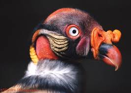 Bird With Big Eyes Name King Vulture Sarcoramphus Papa Korolevskij Grif