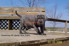 How big does a bull mastiffs get? Neapolitan Mastiff