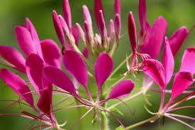 Image result for Cleome spinosa