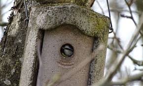 Bird Box Hole Size Guide For All Wild Birds That Use Boxes