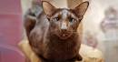 Havana Brown Cat Breed Information - Vetstreet