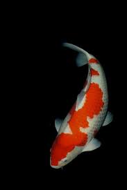Pin By Berenice Wang On Koi Koi Fish Fish Beautiful Fish