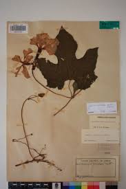 Image result for Lagenaria breviflora