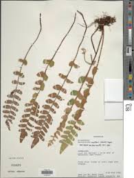 Image result for Pellaea angulosa