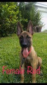 Litter Of 9 Belgian Malinois Puppies For Sale In Mission Tx Adn 35056 On Puppyfinder Com Gender Male S Belgian Malinois Malinois Puppies For Sale Malinois