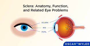 Image result for Sclera