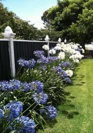 Agapanthus White Agapanthus Agapanthus Rose Garden Design