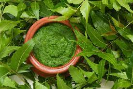 Neem For Immune Support And Skin Health Organic India In 2021 Mask For Oily Skin Turmeric Face Mask How To Remove Pimples
