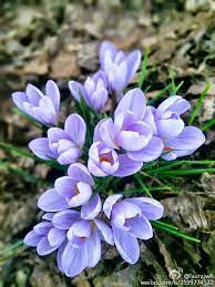 藏红花 crocus sativus 花之语 若果人生没有了爱 就像在漆黑的隧道前行 没方向 举步维艰 本草纲目 记载 藏红花能 活血 主心气忧郁 又治惊悸 藏红花具有疏经活络 通经化淤 散淤开结 消肿止痛 凉血解毒 忧思郁结 长期坚持服用可收到令人心喜 全面