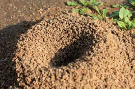 Diversa would fill a mini hearth in like, half an hour. Pavement Ant Facts Pavement Ant Control Terro