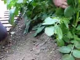 The best way to grow potatoes is from potatoes, but not just any potato will do: Check If Potatoes Are Ready To Dig Youtube