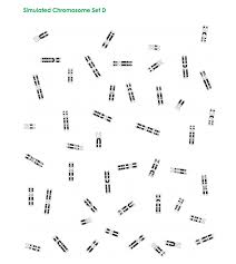 Solved Table 3 Karyotype 2 Data Letter Number Of Chromos