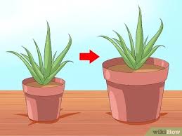 We did not find results for: How To Care For Your Aloe Vera Plant 10 Steps With Pictures