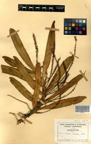 Image result for Diaphananthe vesicata