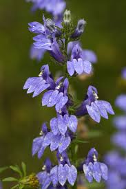 Image result for Lobelia minutula
