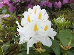 Rhododendron Madame Masson