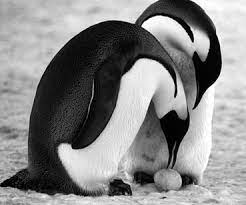 Menina dos olhos de Deus: AMOR DE PINGUIM❤❤❤