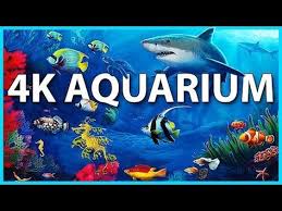 The Best 4k Aquarium For Relaxation Sleep Relax Meditation Music 2 Hours 4k Uhd Screensaver Youtube In 2020 Meditation Music Meditation Aquarium
