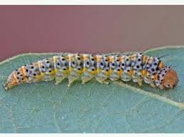 Image result for Hermannia parvula