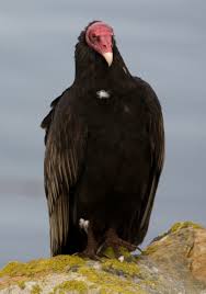 New World Vulture Wikipedia