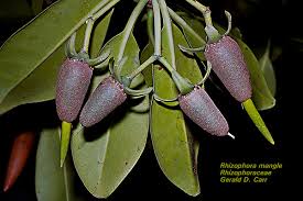 Image result for Rhizophoraceae