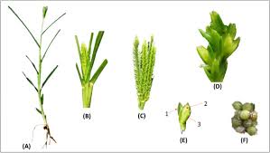 Image result for Eleusine africana