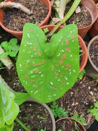 All photos are an indication of the plant species and size reference only. Caladium Florida Clown Furniture Home Living Gardening Plants Seeds On Carousell