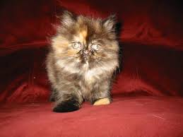 The body of a himalayan colorpoint is typically ivory or fawn. Himalayan Persian 4 Kittens 250 00 For Sale In Rochester New York Classified Americanlisted Com