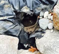 We recommend selecting materials with them. Ks Pond Repair Leak Detection Topeka Lawrence Kansas City Nature S Image Aquatic Design Llc