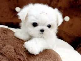 We did not find results for: Gorgeous Teacup Maltese For Sale Price In Sinyang North Korea