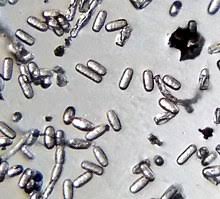 Regalia® maxx is sold as a higher concentrate outside the us and used to control powdery mildew, blight, anthracnose and other bacterial diseases. Powdery Mildew Wikipedia