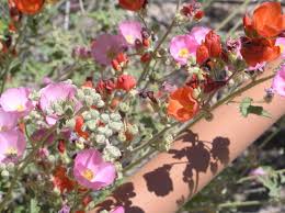 Drought resistant plants drought tolerant landscape flowers perennials planting flowers flower gardening outdoor plants garden plants herb garden plant zones. In Bloom Tohono Chul Tucson Az