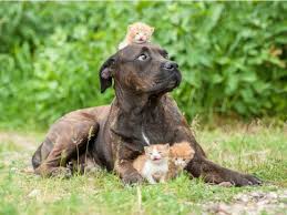 Doctor's notes on broken jaw symptoms, signs, causes, and treatment. The Dog Trainer Popular But Harmful Myths About Dogs Quick And Dirty Tips
