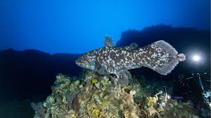 Image result for Coelachne africana