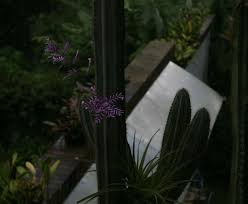 Image result for Stolzia kalkhof-roseae