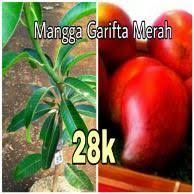Mangga Garifta Merah Bibit Tanaman Vegetables Tomato Food