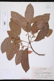 Image result for Mimusops elengi