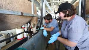 We'll review the issue and make a decision about a partial or a full refund. Buy Camel Milk Online Sale Price In Sydney Melbourne Australia