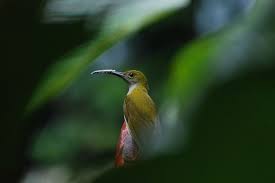 Pijantung kecil ( arachnothera longirostra ) Ciri Fisik Burung Pijantung Gunung Dan Daerah Persebarannya