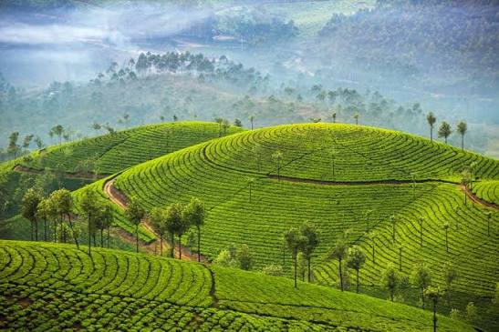 Munnar, Kerala - Tourist Places & Top Things to Do in 2026